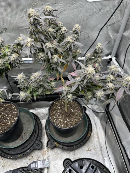 Ebb and Flow- Frozen J’s. Week 20