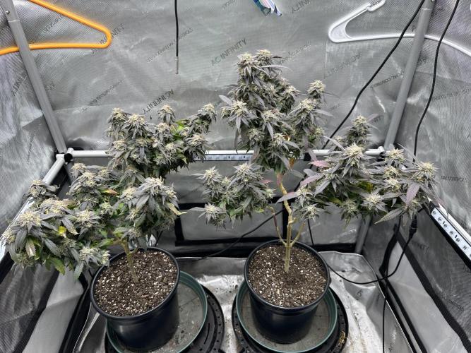 Ebb and Flow- Frozen J’s. Week 20