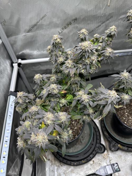 Ebb and Flow- Frozen J’s. Week 20