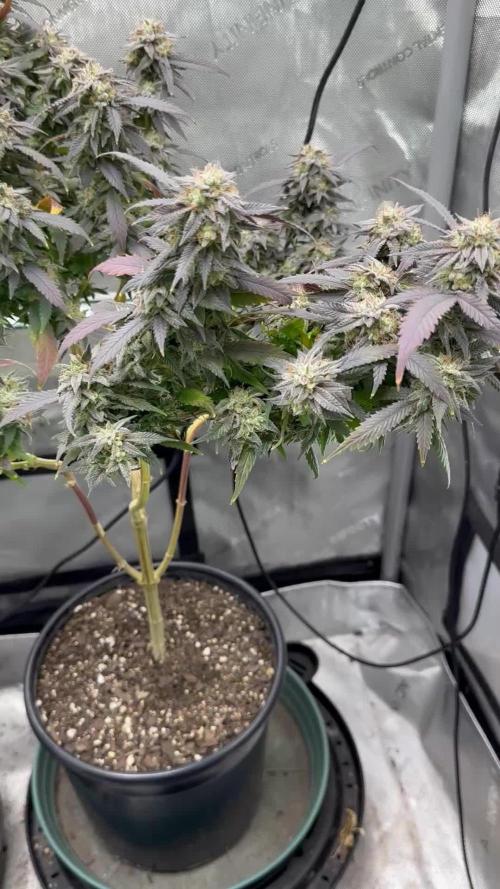 Ebb and Flow- Frozen J’s