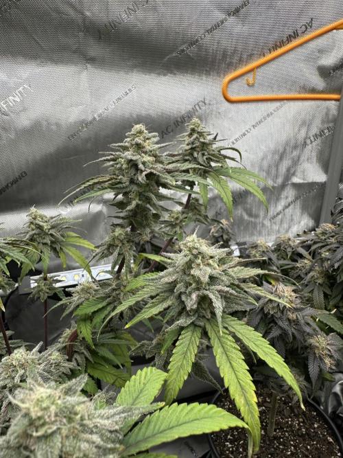 Cap Junky S1. Week 14