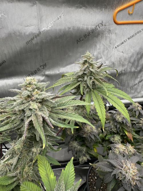 Cap Junky S1. Week 14