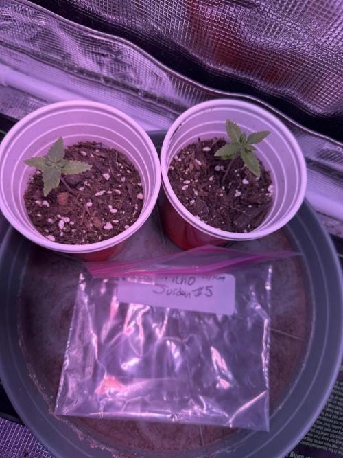 Tricho Jordan #5 S1. Week 3