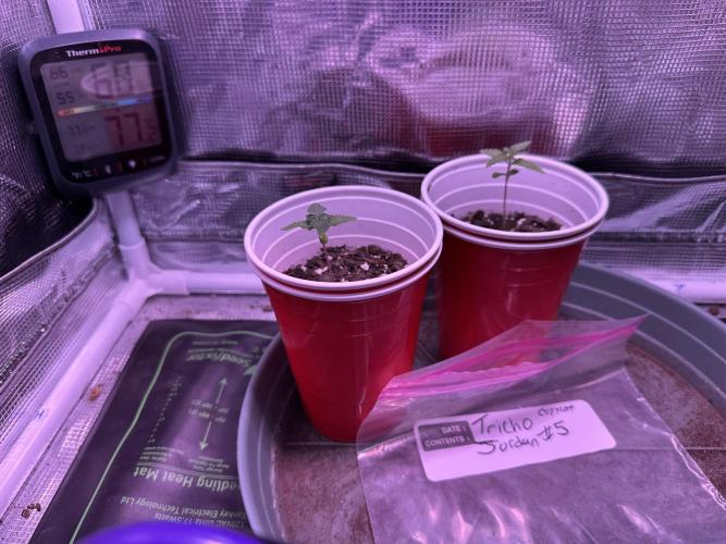 Tricho Jordan #5 S1. Week 3