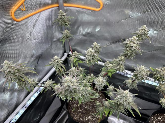 Cap Junky S1. Week 14