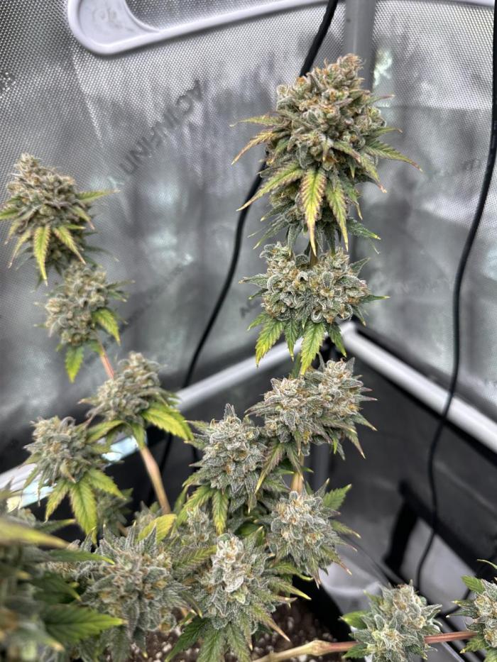 Lemon Mandarin- 42 fast buds. Week 14 - Harvest week! Day 64