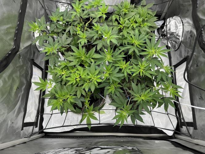 Dubble Cookies. Week 7 - Day 1 of flowee