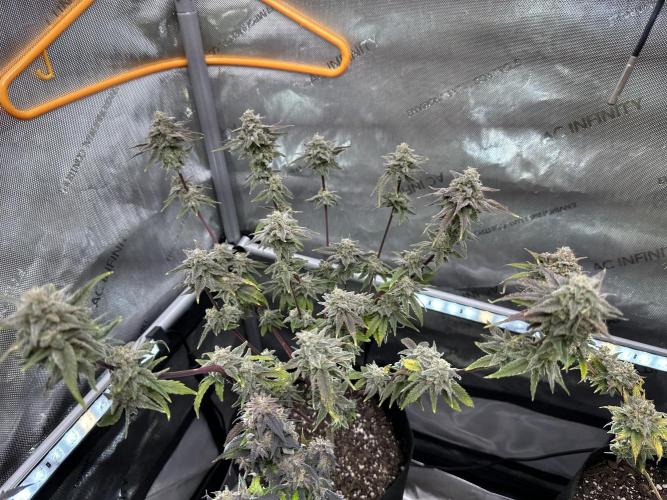 Cap Junky S1. Week 15