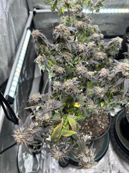 Ebb and Flow- Frozen J’s. Week 21