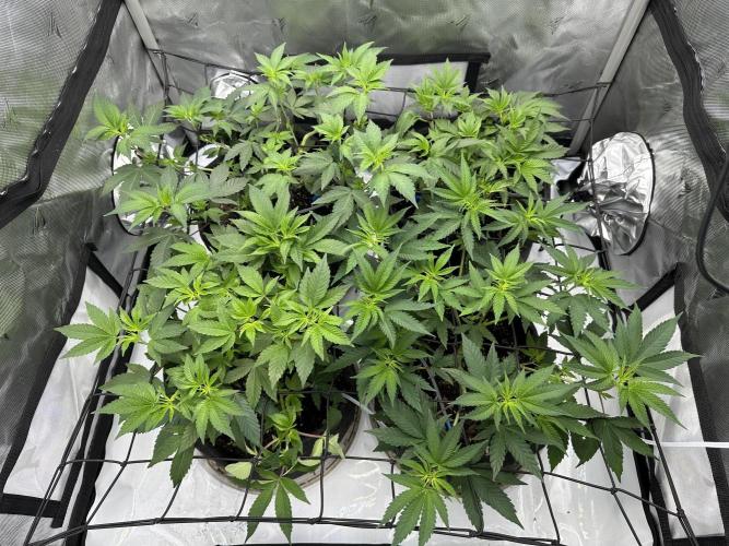 Dubble Cookies. Week 7