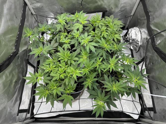 Dubble Cookies. Week 7