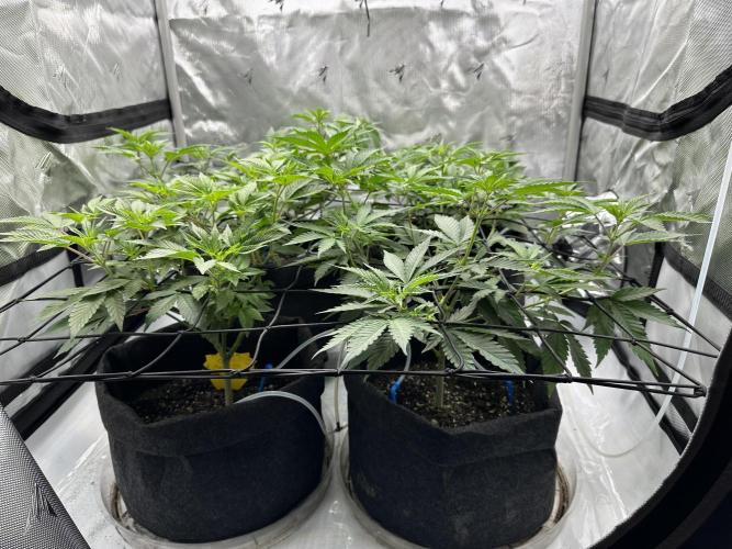 Dubble Cookies. Week 7 - Day 7 of Flower