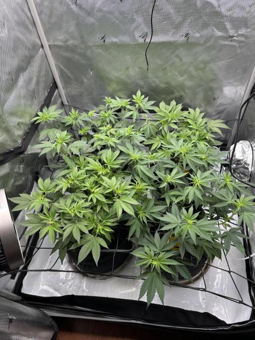 Dubble Cookies. Week 7 - Day 7 of Flower