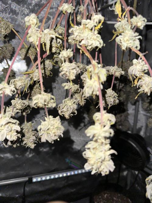 Cap Junky S1. Week 16