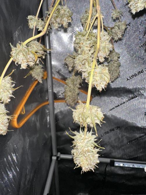 Lemon Mandarin- 42 fast buds. Week 15