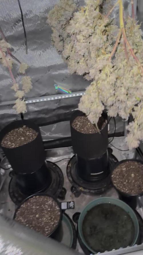 Lemon Mandarin- 42 fast buds