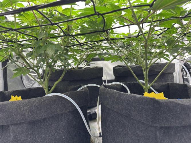 Dubble Cookies. Week 8