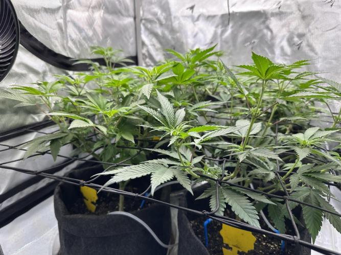 Dubble Cookies. Week 8