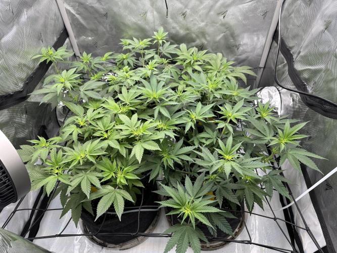 Dubble Cookies. Week 8