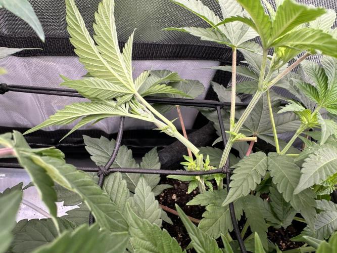 Dubble Cookies. Week 8