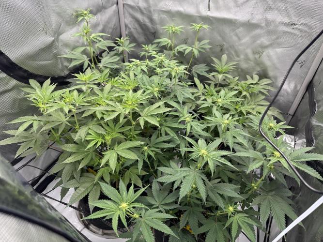 Dubble Cookies. Week 9 - Day 14, start of week 3