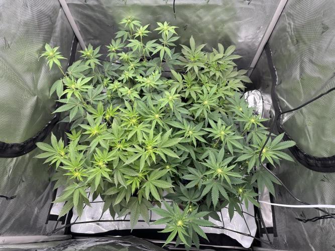 Dubble Cookies. Week 9 - Day 14, start of week 3