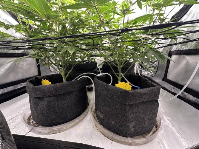 Dubble Cookies. Week 9 - Day 15 before defol