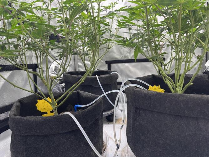 Dubble Cookies. Week 9 - Day 15 after defol.