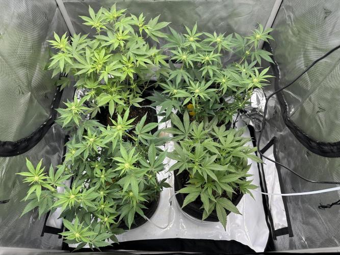 Dubble Cookies. Week 9