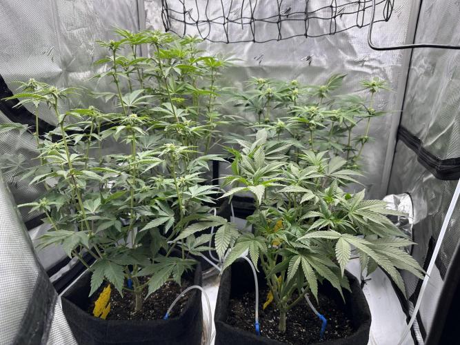 Dubble Cookies. Week 9 - D16