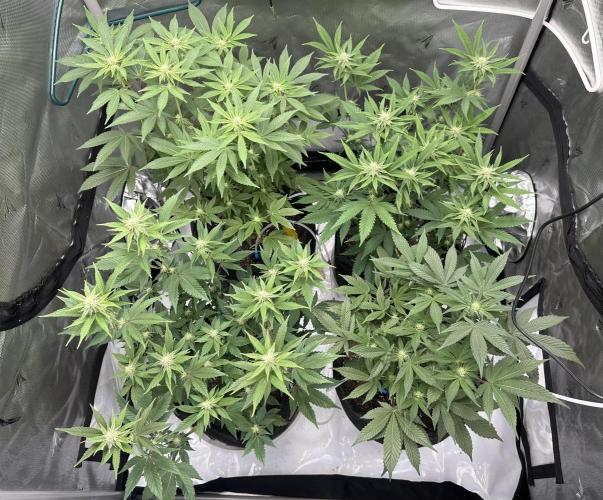 Dubble Cookies. Week 10 - Day 22