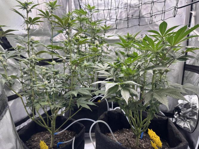 Dubble Cookies. Week 10 - Day 22