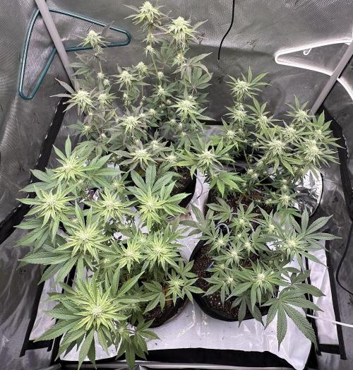 Dubble Cookies. Week 10 - Day 26