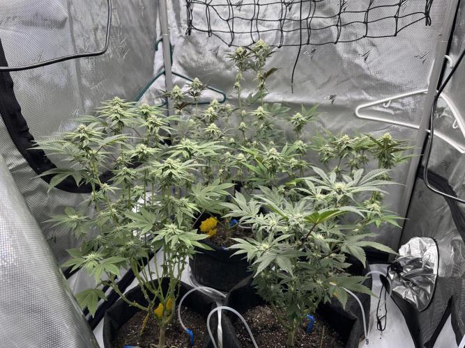 Dubble Cookies. Week 11