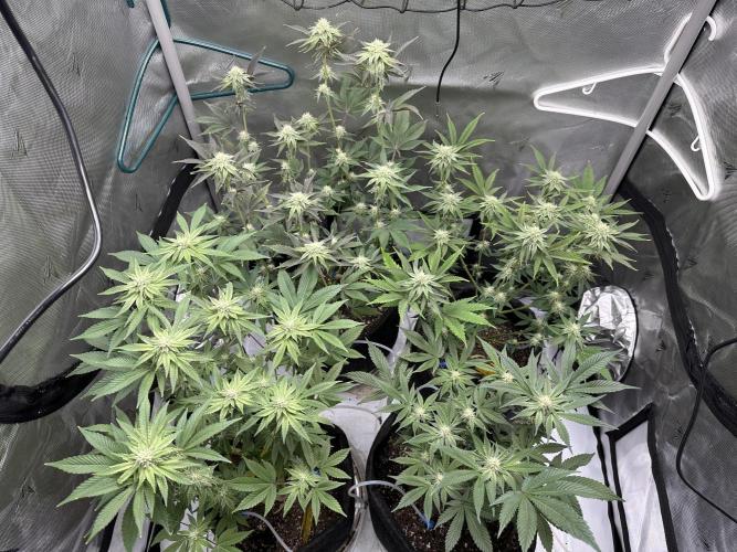 Dubble Cookies. Week 11