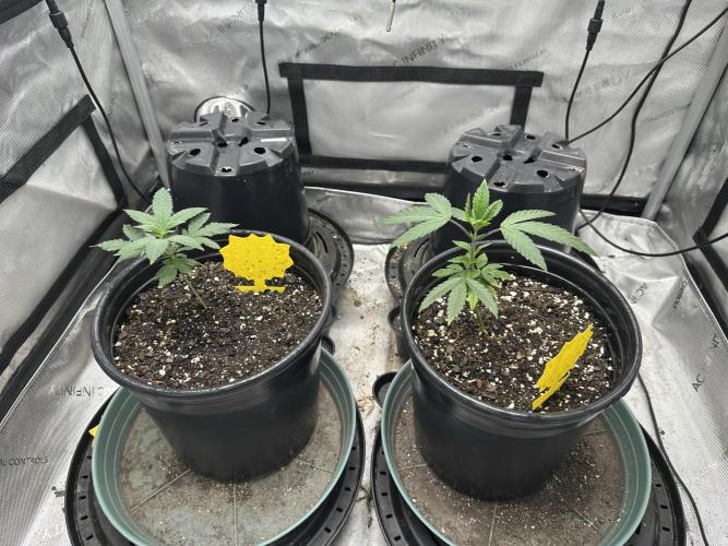 Tricho Jordan #5 S1. Week 7