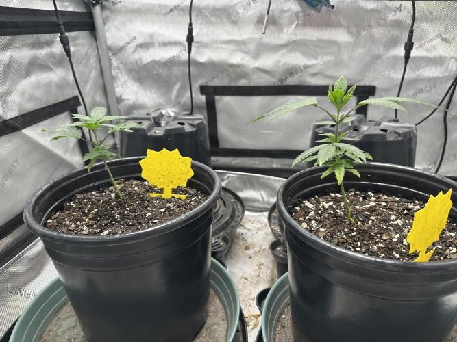 Tricho Jordan #5 S1. Week 7