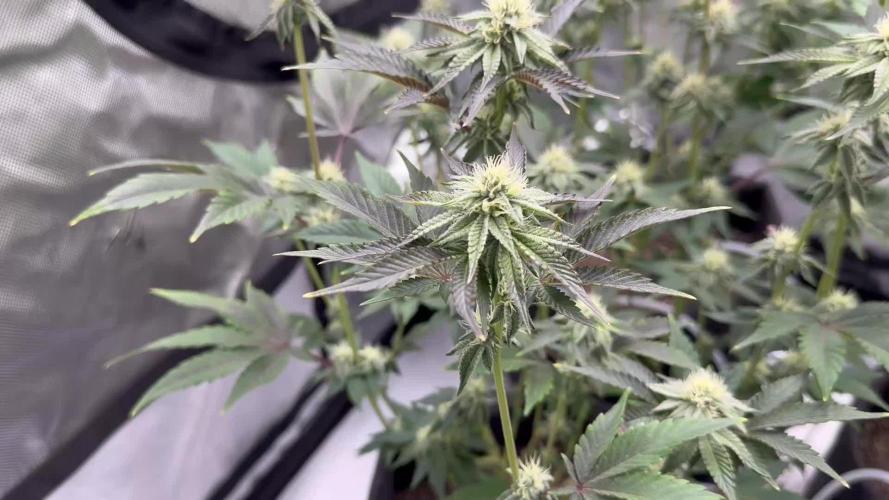 Dubble Cookies