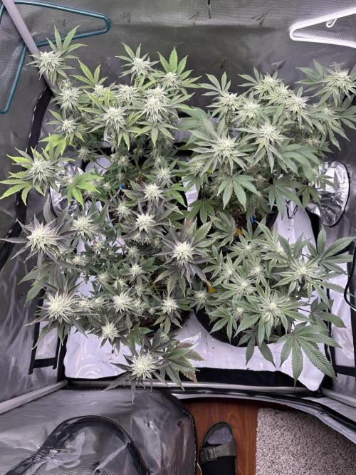 Dubble Cookies. Week 12