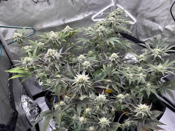 Dubble Cookies. Week 12
