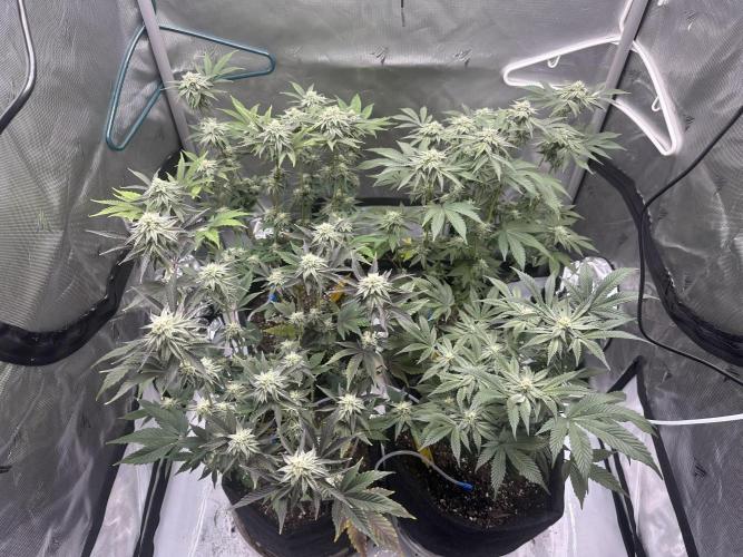 Cloudlab 733 Advance Grow Tent 3x3 (36" x 36" x 72"). Week 12
