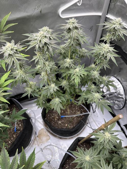 Cloudlab 733 Advance Grow Tent 3x3 (36" x 36" x 72"). Week 12