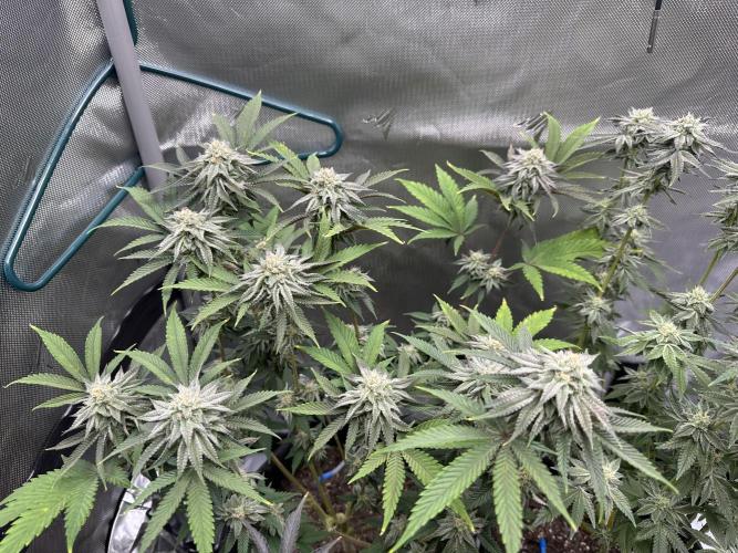 Dubble Cookies. Week 12 - Day 39