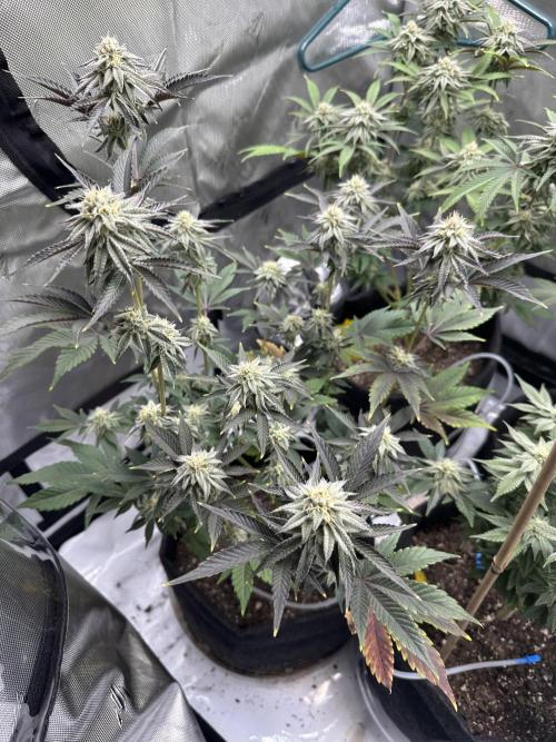 Cloudlab 733 Advance Grow Tent 3x3 (36" x 36" x 72"). Week 12