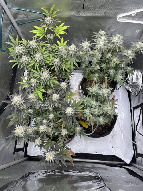 Dubble Cookies. Week 13