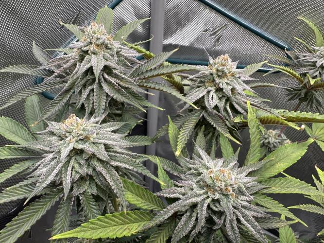 Dubble Cookies. Week 13