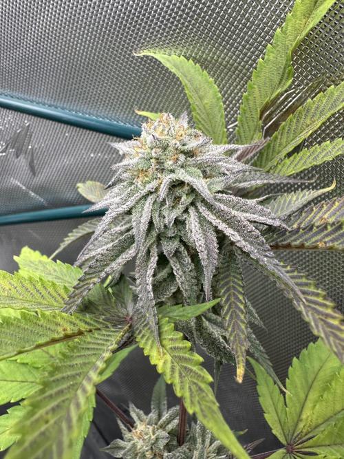 Dubble Cookies. Week 13