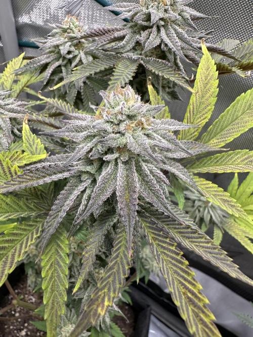 Dubble Cookies. Week 13