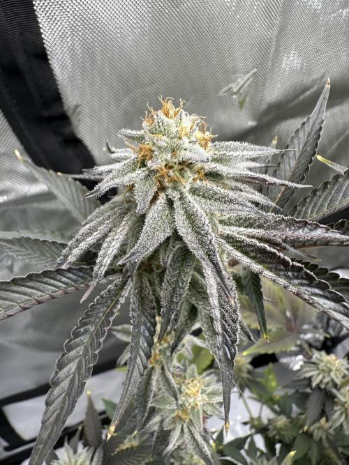 Dubble Cookies. Week 13