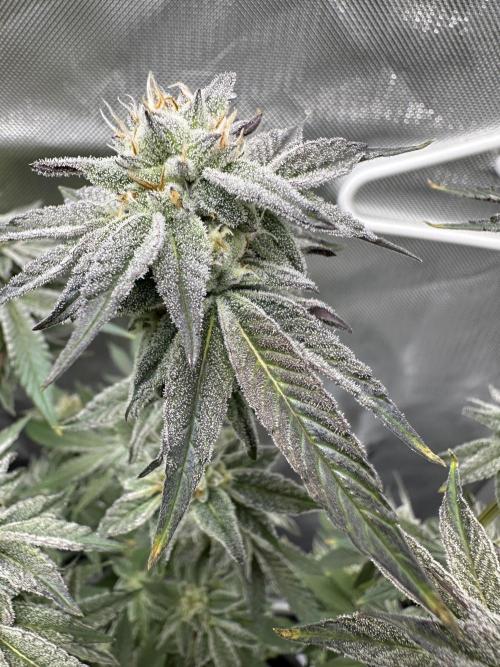 Cloudlab 733 Advance Grow Tent 3x3 (36" x 36" x 72"). Week 13